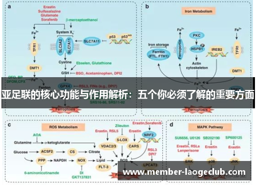 亚足联的核心功能与作用解析:五个你必须了解的重要方面 亚足联的核心功能与作用解析:五个你必须了解的重要方面